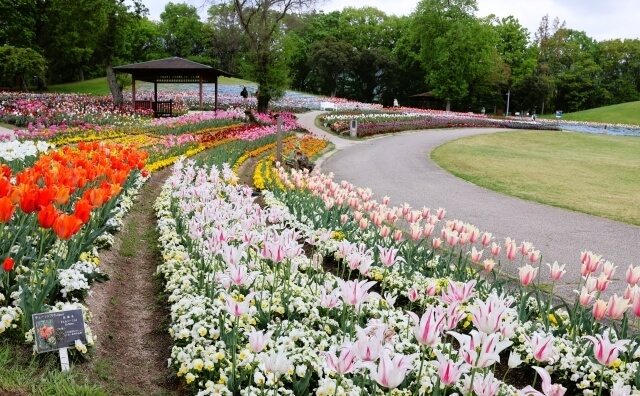国営讃岐まんのう公園(まんのう町)